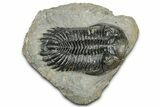 Detailed Hollardops Trilobite Fossil - Ofaten, Morocco #327540-1